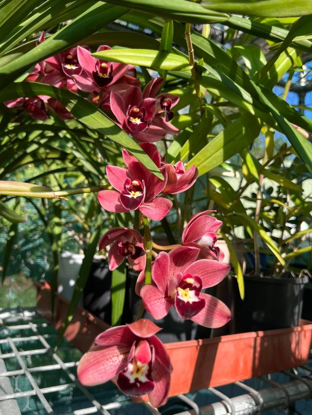 Deep red cymbidium orchids flowering at the Garden
