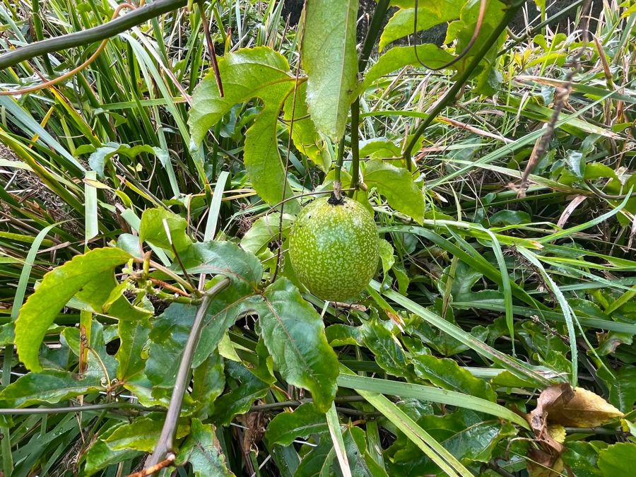A green passionfruit ripening on the vine