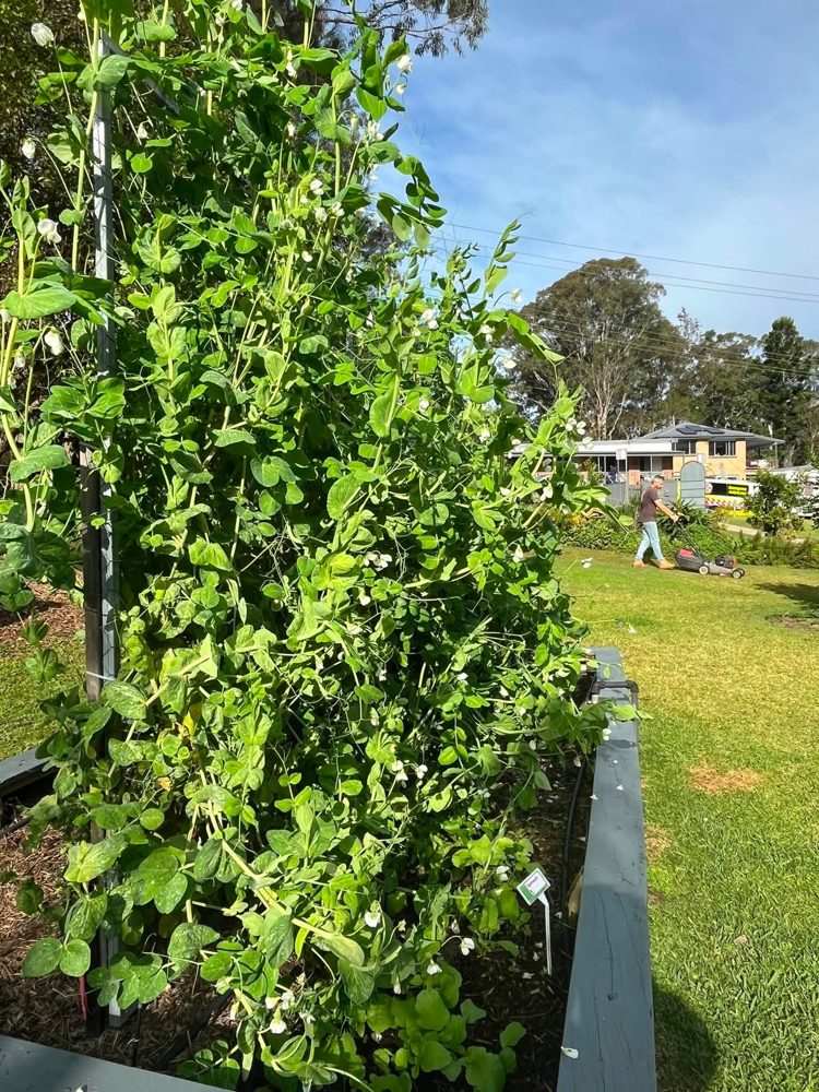 Snow peas climbing a trellis in one of the raised beds