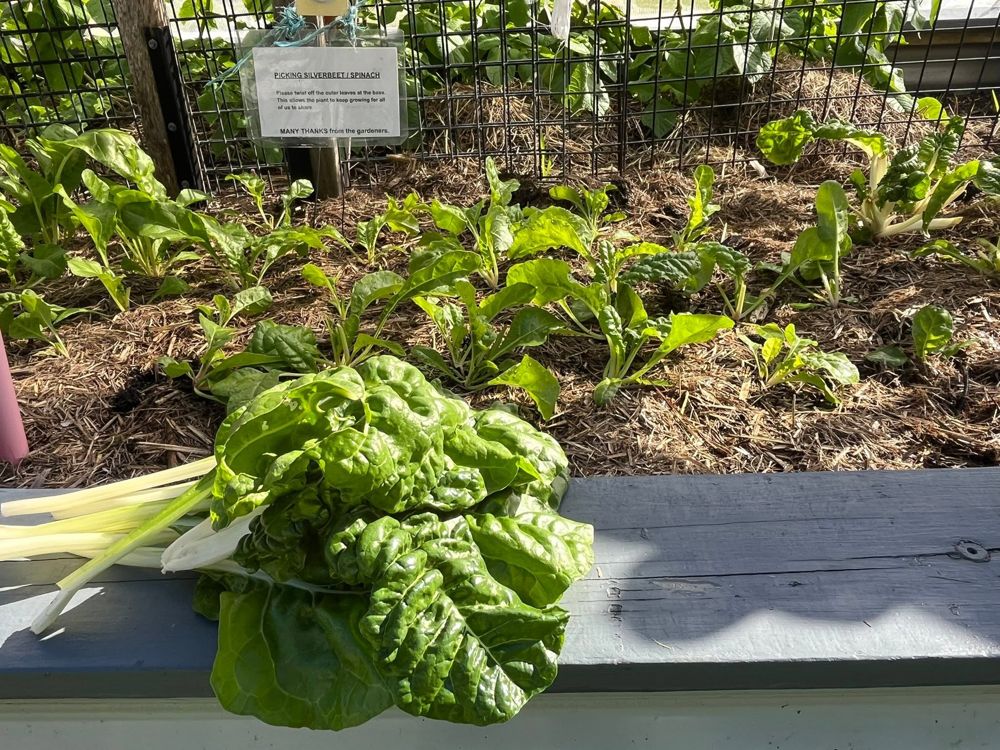 Silverbeet growing thick in a raised bed
