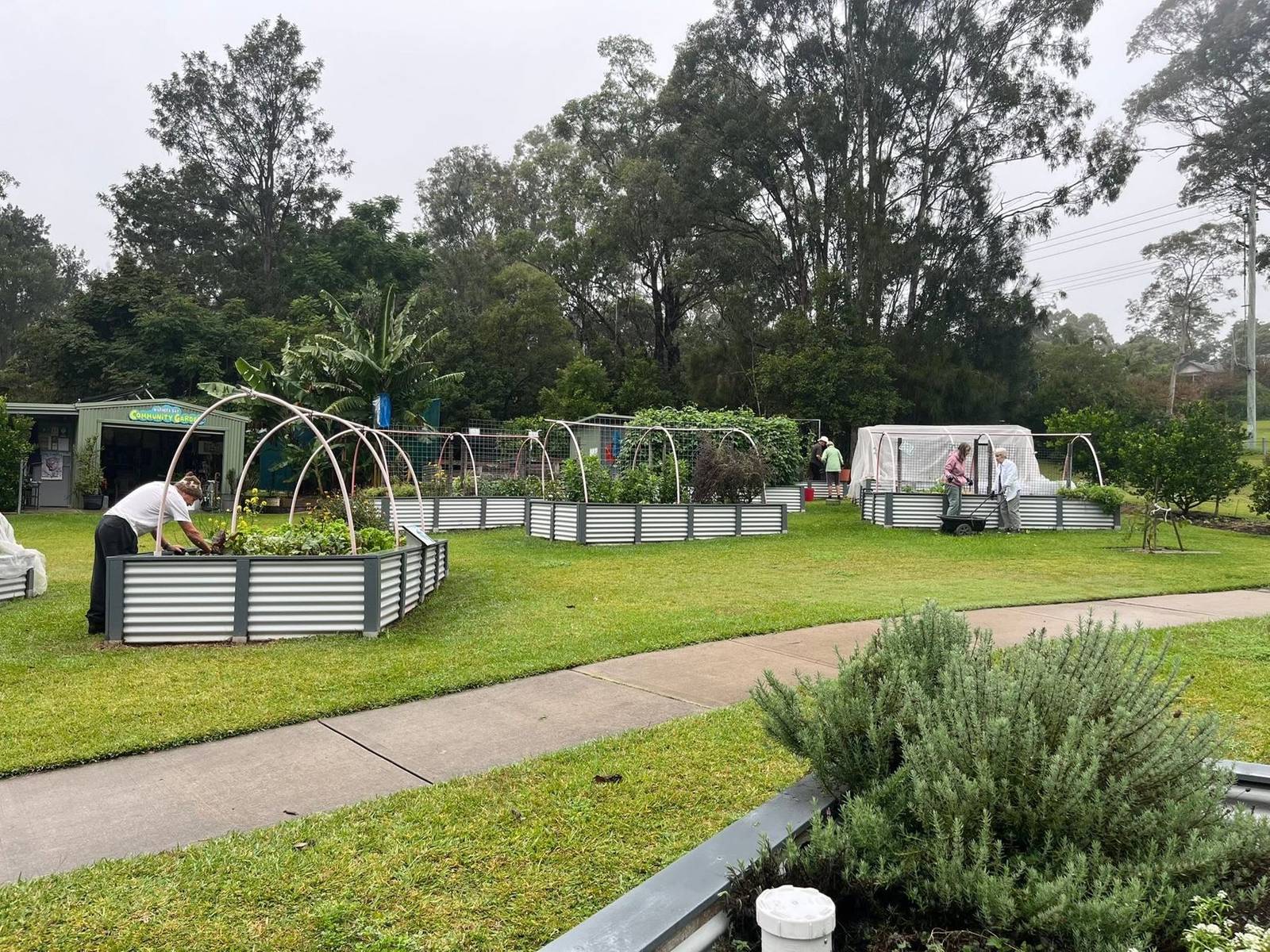 A morning at the Garden: members working among the hooped beds outside the garden shed