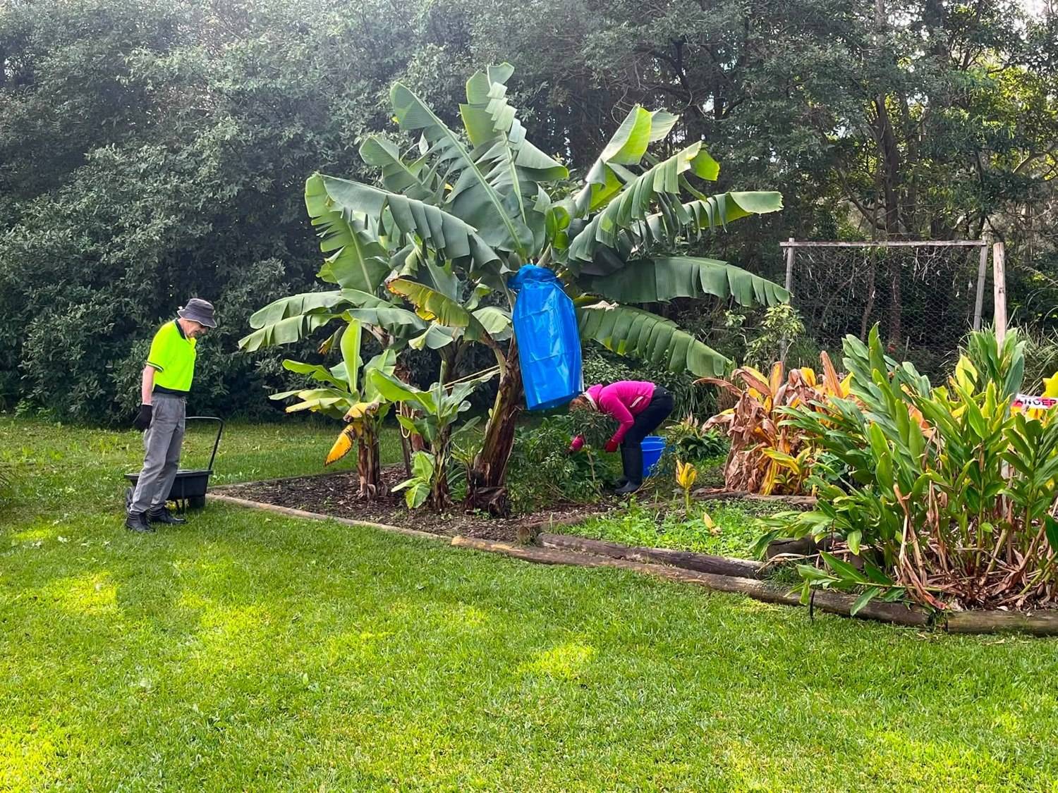 Members working among the banana grove and ginger beds