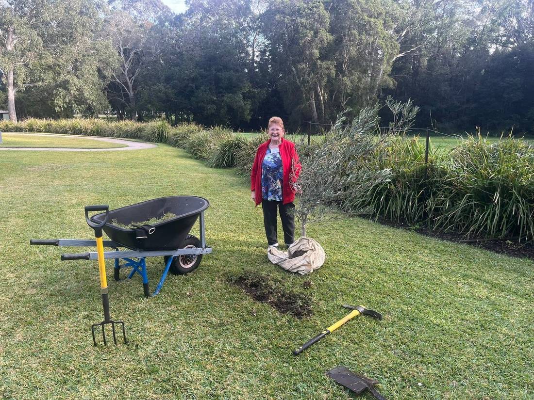 A volunteer with a wheelbarrow planting a new tree in the community garden